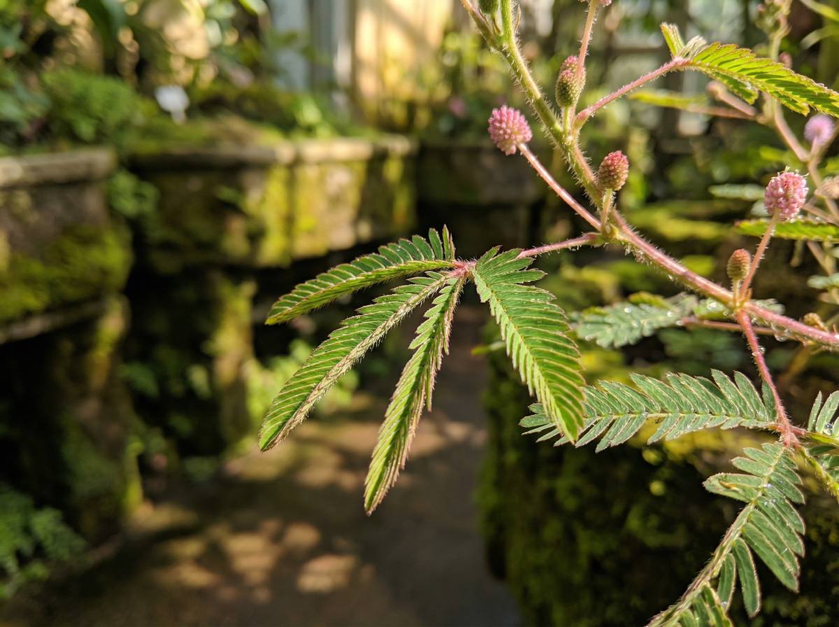 青柠视频含羞草视频教程